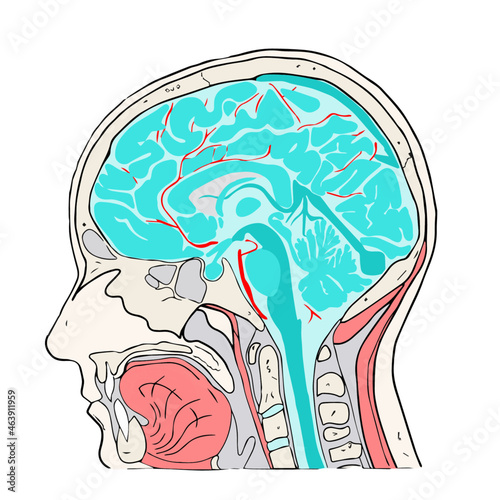 human brain anatomy, mri, ct, human body, human