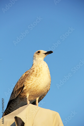 Bottom view of a seagull. Seagull against the sky. Seagull close-up. Cormorant