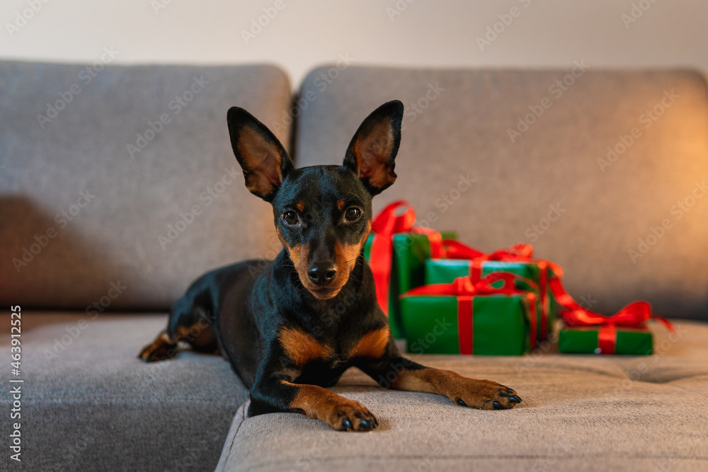 Black and tun miniature pinscher on the sofa, Present and gift box wrapped green paper around pet. Concept of New Year and Christmas holidays Black and tun miniature pinscher on the sofa, Present and gift box wrapped green paper around pet. Concept of New Year and Christmas holidays