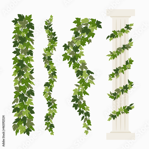 Ivy vines, and a greek antique column entwined with ivy, elements isolated on white background. Vector illustration in flat cartoon style