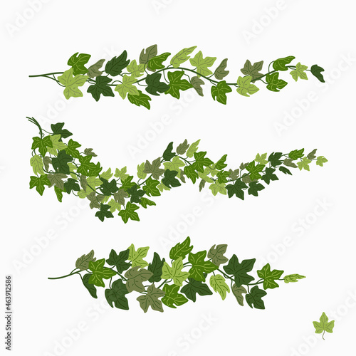 Ivy vines, green leaves of a creeper plant isolated on white background. Vector illustration in flat cartoon style.