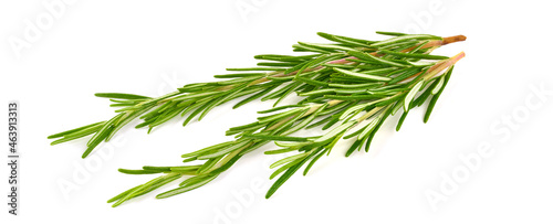 Fresh branch of rosemary herb  isolated on white background.