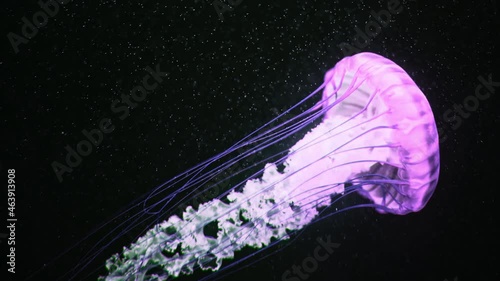 Amazing pink jellyfish swimming process details, shot of swimming underwater on dark background. Charming nature, glowing medusa with long tentacles. Calming beautiful footage. photo