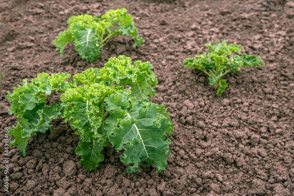 Closeup of young curly kale plants in a freshly crumbled field. It will take some time before the plants are ready for harvest. The photo was taken in the Dutch province of North Brabant.