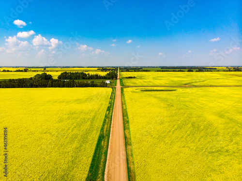 Country road through the canola fields