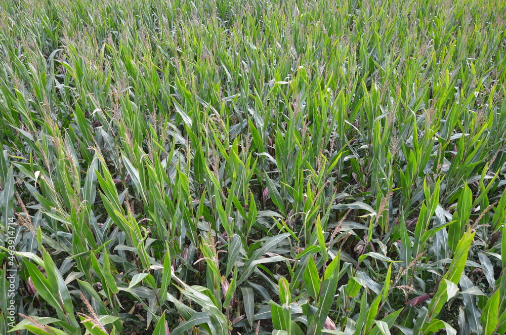 Fototapeta premium corn field