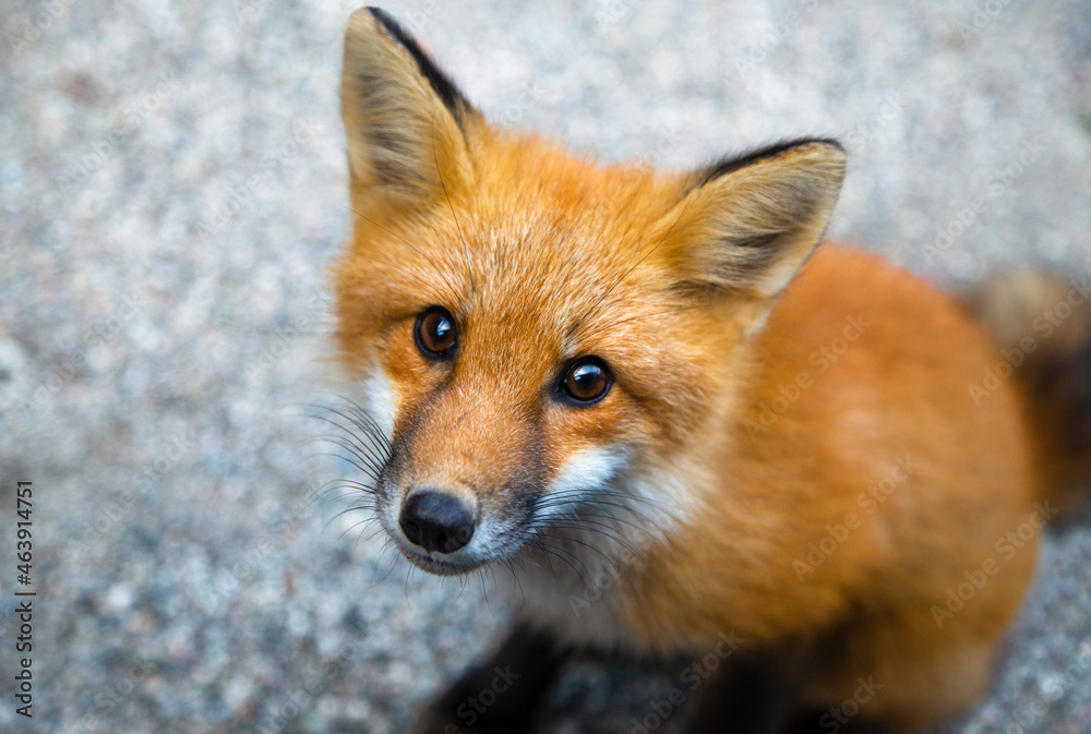 Curious red fox staring at the camera Curious red fox staring at the camera