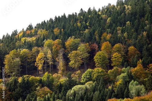 Krajobraz jesienny i kolorowe liście drzew na niebieskim niebie.