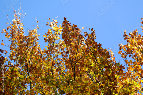 Krajobraz jesienny i kolorowe liście drzew na niebieskim niebie.