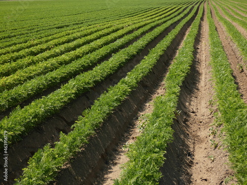 Carrot field: rows of carrot on field, Gdansk, Poland