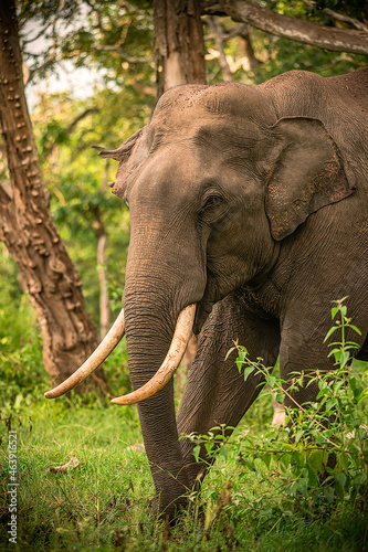 Elephant Tusker 