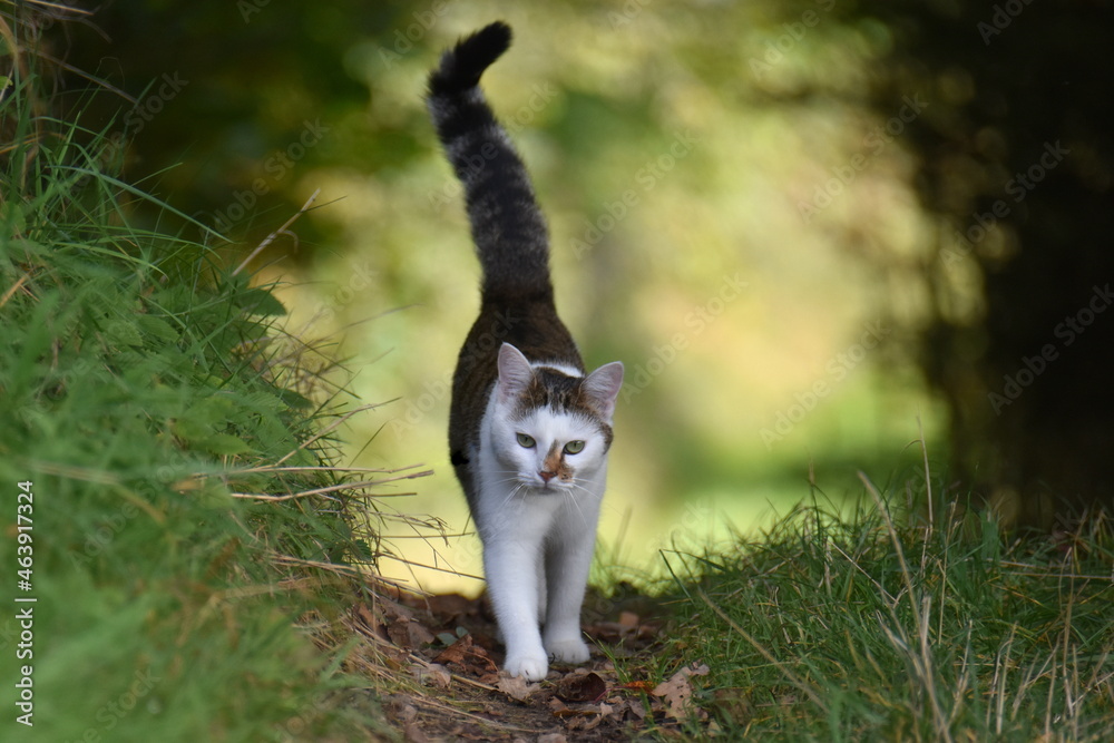 Katze
