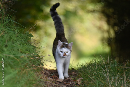 Obraz na płótnie Katze w salonie