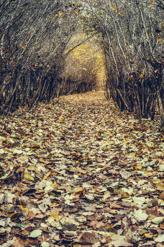 A path covered with fallen leaves in the autumn forest. Scenic path in the park.