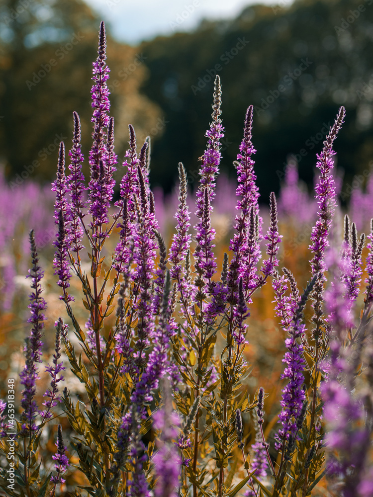 Obraz premium The purple flowers