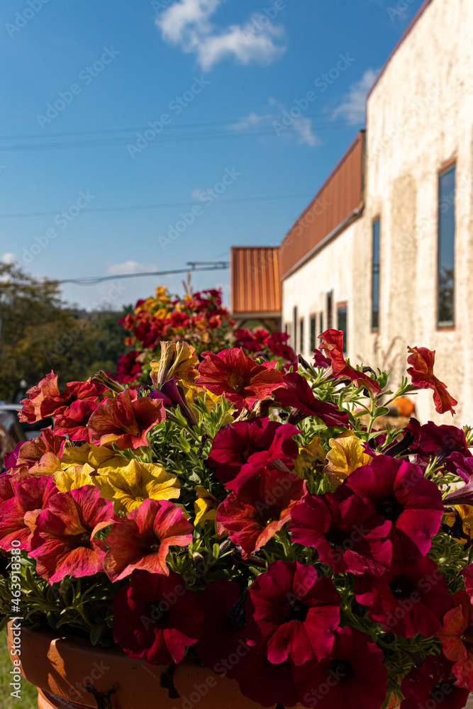 Fall petunias Fall petunias