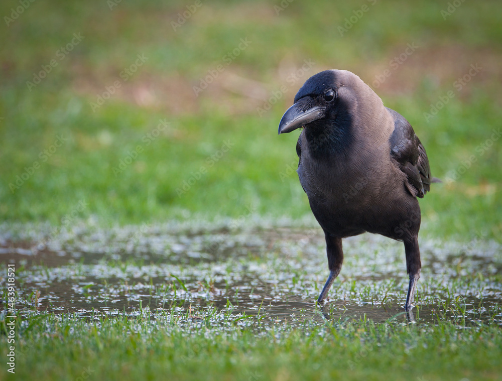 Naklejka premium A crow in a puddle