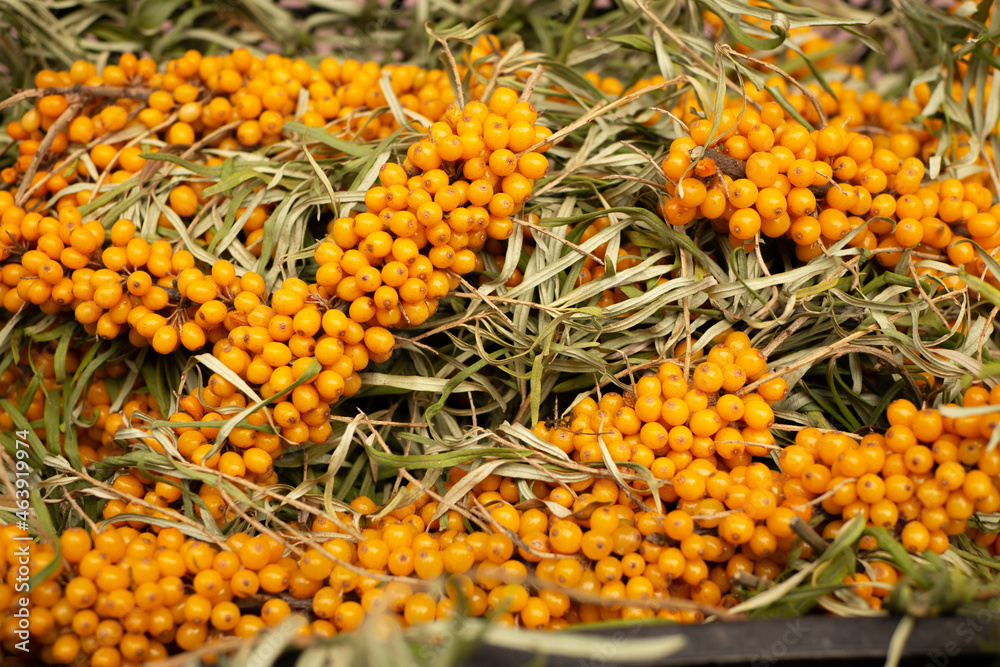 Fototapeta premium cut branches of fresh yellow sea buckthorn for a healthy life