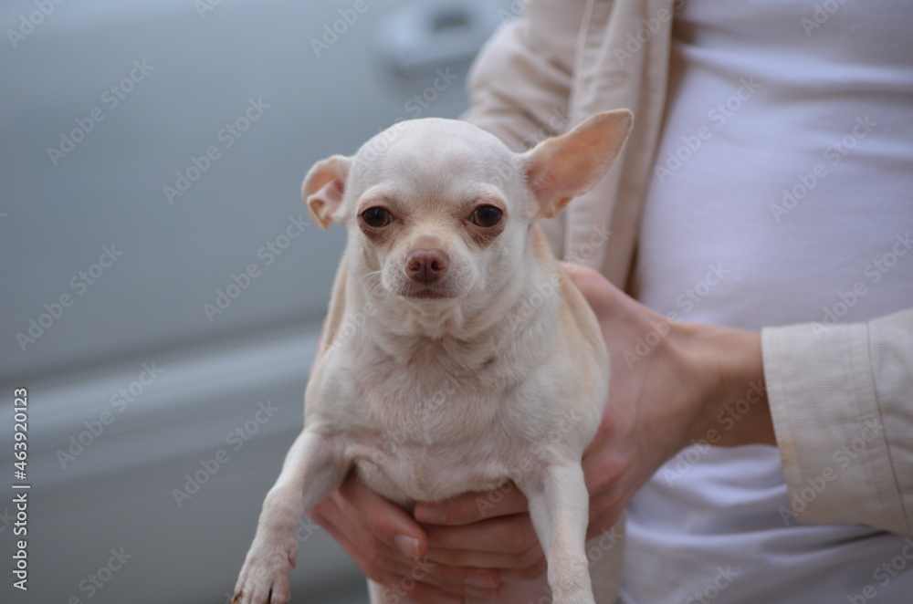 hands holding the white chiwawa and human hands