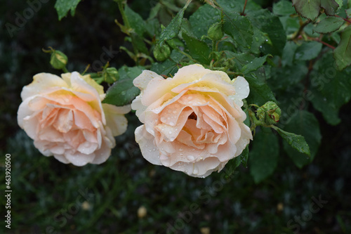 yellow rose in garden