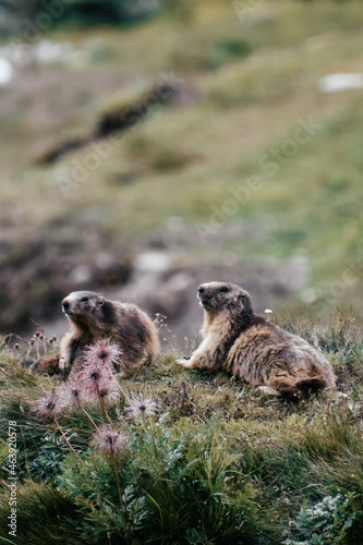 Selective of cute marmots on a rocky area in Gran Paradiso Natural Park in Italy