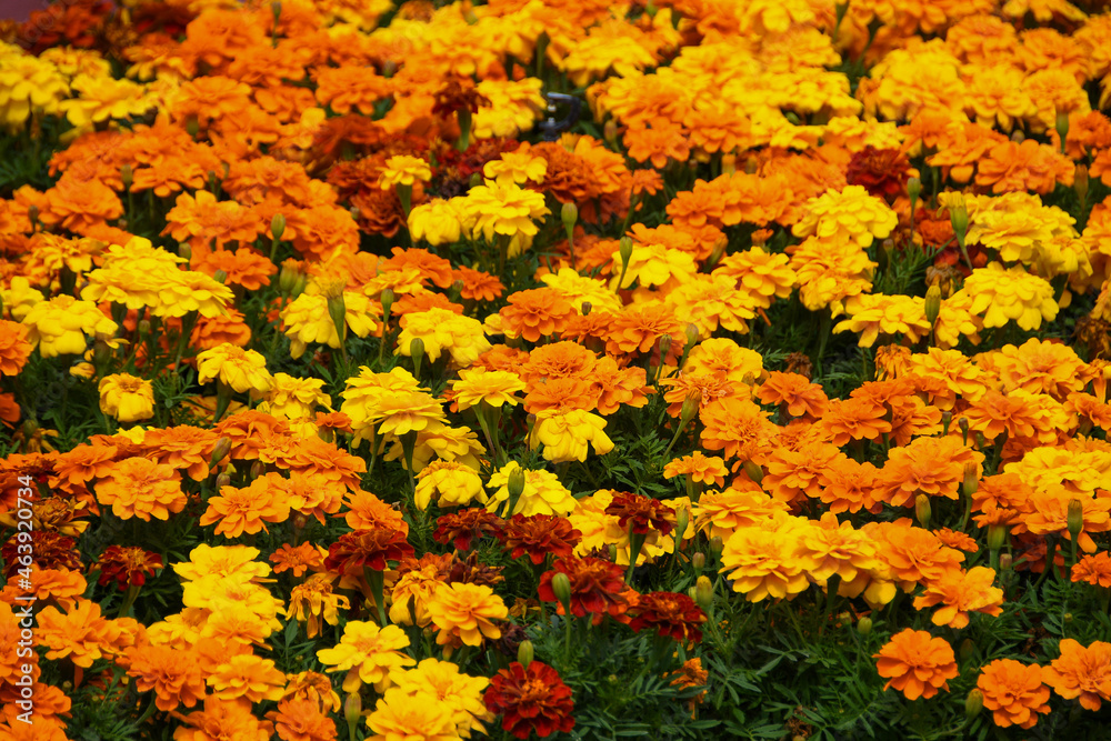 yellow and red flowers