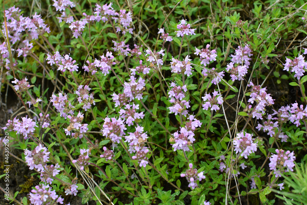 Obraz premium Thyme (Thymus serpyllum) blooms in nature
