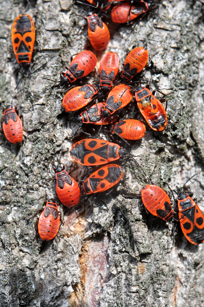 Colony of beetles Pyrrhocoris apterus on a tree trunk Colony of beetles Pyrrhocoris apterus on a tree trunk