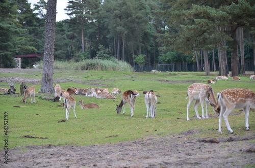 white deer