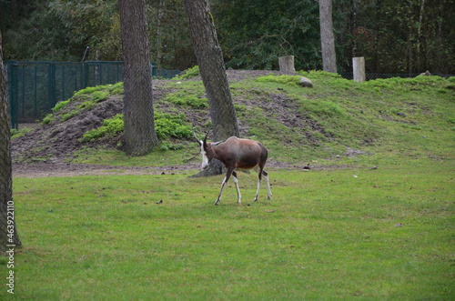 deer in the forest