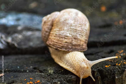 Snail on a tree stump in the forest. Blurred photo background. Close-up photo of a snail.