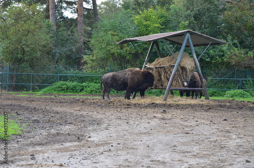 buffalo in the park © DL