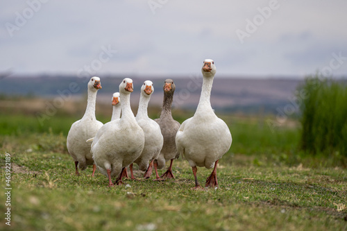 Fényképezés Shallow focus of geese on a green lawn outdoors