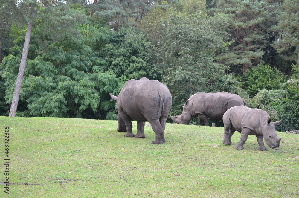 Fototapeta premium white rhino and calf