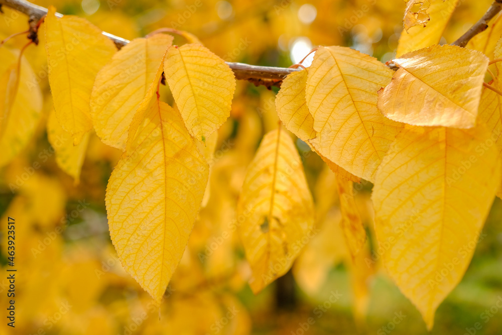 Fototapeta premium Yellow autumn leaves. Close up yellow leaves branch on the tree.