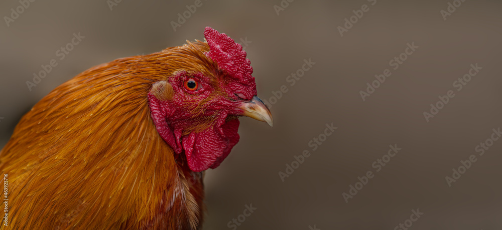 Rooster head on grey background with free text copy space