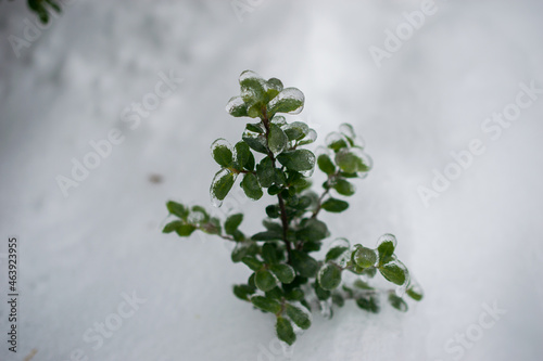 Icy frozen green plant in snow. 