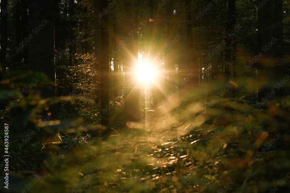 sun rays in forest, autumn colours sunshine, daylight, evening mood background,