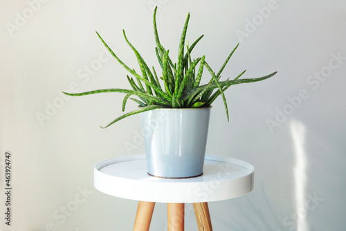 Home plant aloe vera in flowerpot on white table
