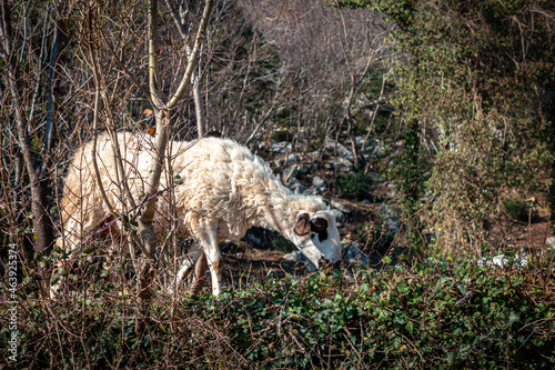 Sheep in the Field of Podostrog, Montenegro photo