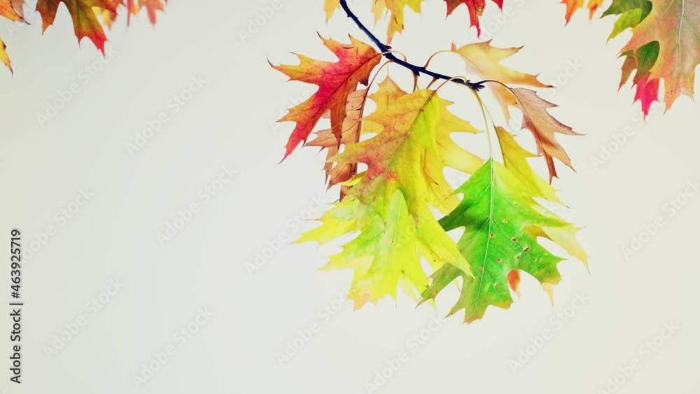 Oak branch with colored autumn leaf isolated background Oak branch with colored autumn leaf isolated background