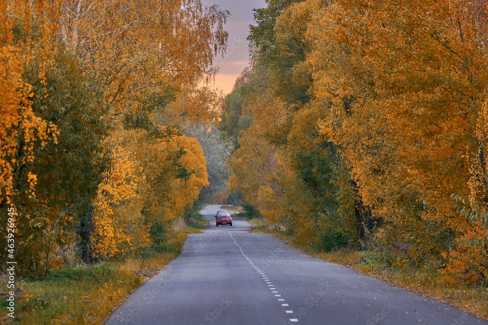 Naklejka premium road in autumn