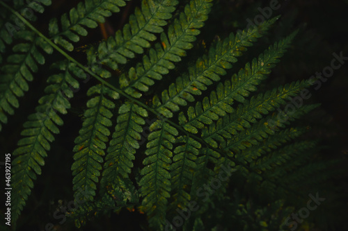autumn fern leave in the night decent light, ready for print, webpage, high resolution, texture pattern organic nature plants, photo