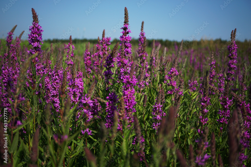 Obraz premium Spring scenery with wild flowers of the field blossoms nature landscape