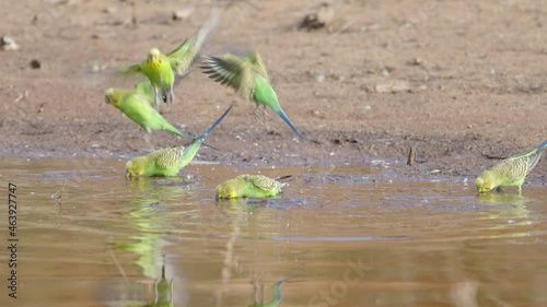 a slow motion clip of a budgie flock drinking from a the hugh river at redbank waterhole near alice springs in the northern territory, australia photo