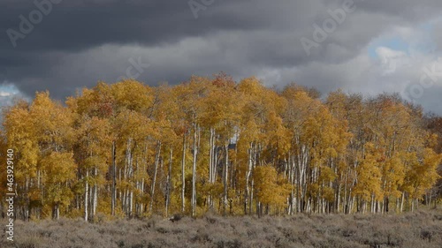 Apsen trees in yellow fall colors blowing in the wind with dark clouds above as storm passes by. photo