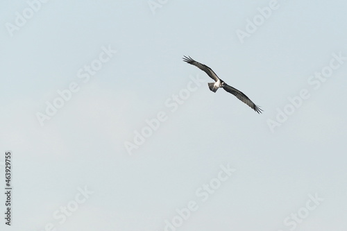 osprey in flight