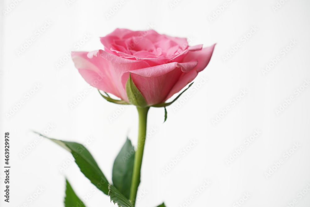rose flower rose flower