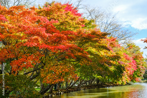 清水公園の紅葉