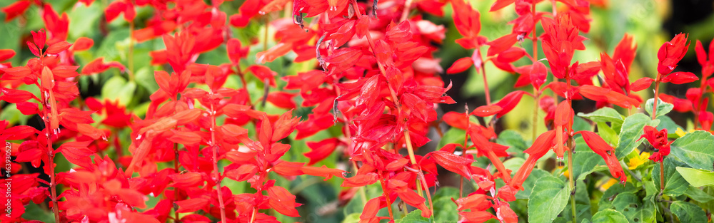 バナーサイズに切り抜いたサルビアの花畑画像 バナーサイズに切り抜いたサルビアの花畑画像